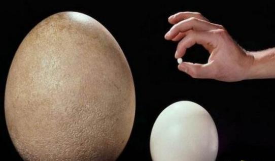 世界上最小的蛋和最大的蛋,蜂鸟蛋/象鸟蛋(比指甲小/比头大)