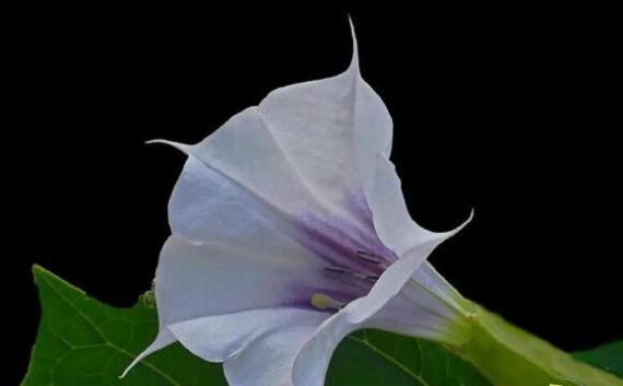 世界上最妖娆最毒的花:曼陀罗花，吸食后使人产生大量幻觉