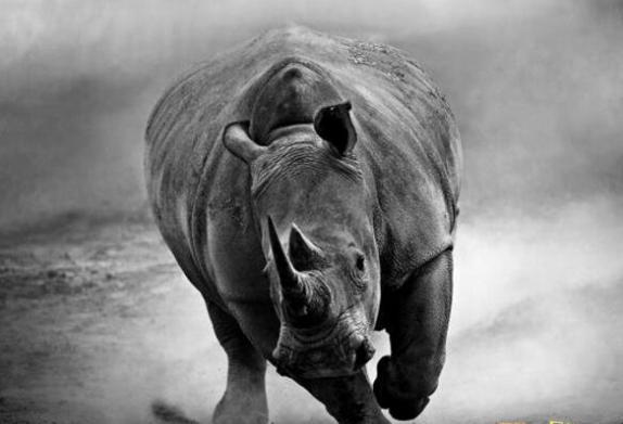世界珍稀动物仅剩一只雌性的白犀牛，实施安乐死(只剩2雄性)