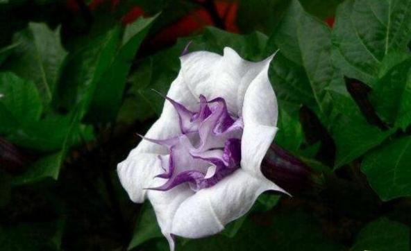 世界上最妖娆最毒的花:曼陀罗花，吸食后使人产生大量幻觉