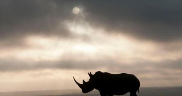 世界珍稀动物仅剩一只雌性的白犀牛，实施安乐死(只剩2雄性)