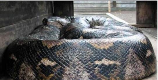 世界上最长的蛇，是何等巨型（竟长达55米）