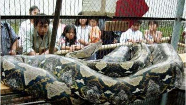 世界上最长的蛇，是何等巨型（竟长达55米）