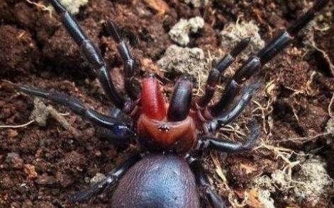 世界上毒性最强的蜘蛛，咬一口直接丧命(六眼沙蛛)