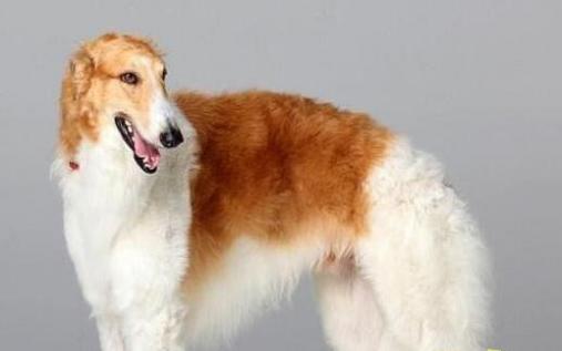 世界上十种寿命最短的狗狗，大家赶快来了解一下吧!