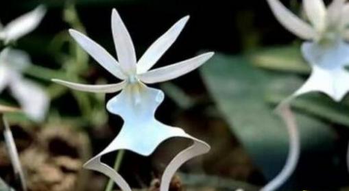 世界上最高贵神秘的花，来自的古巴幽灵兰花(看一眼让人肝肠寸断)