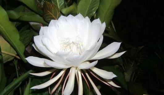 世界上最高贵神秘的花，来自的古巴幽灵兰花(看一眼让人肝肠寸断)