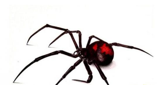 世界上毒性最强的蜘蛛，咬一口直接丧命(六眼沙蛛)