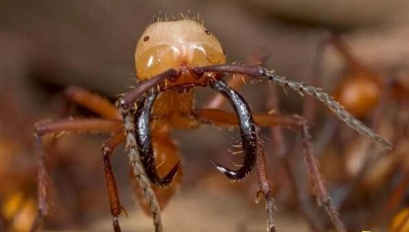 食人蚁的原型行军蚁，恐怖的战斗力甚至威胁人类