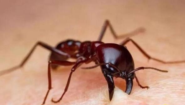 食人蚁的原型行军蚁，恐怖的战斗力甚至威胁人类