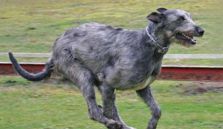 世界上十种寿命最短的狗狗，大家赶快来了解一下吧!