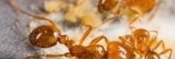 世界上最大的蚂蚁，一口能够吃掉一头牛