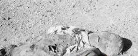 罗布泊恐怖生物照片，彭加木的失踪竟然和它们有关