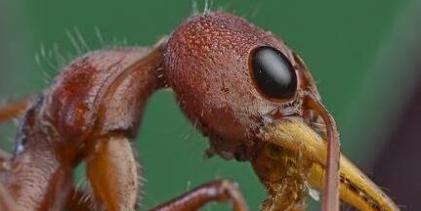 世界上最大的蚂蚁，一口能够吃掉一头牛