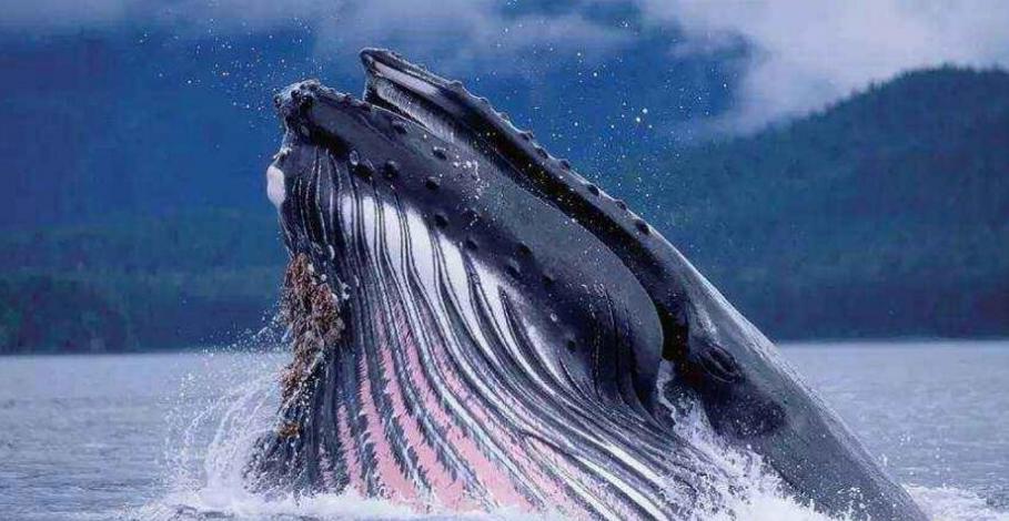 比蓝鲸大100倍的生物，蓝鲸在它身旁就是小虾米
