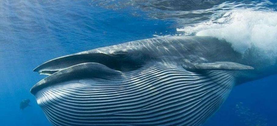 比蓝鲸大100倍的生物，蓝鲸在它身旁就是小虾米