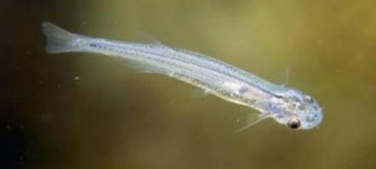 世界上最恐怖的吸血鱼，能钻进人的尿道阴囊吸血(图片)
