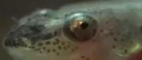 世界上最恐怖的吸血鱼，能钻进人的尿道阴囊吸血(图片)