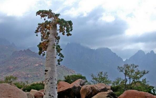 世界上最像外星的小岛，索科特拉岛(独有超稀有的龙血树)