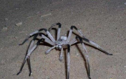 世界上腿最长的蜘蛛:蜢蜘，腿长38厘米身长仅4厘米
