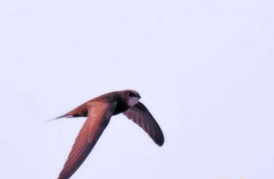 世界上飞得最快的鸟是什么鸟，长途尖尾雨燕/俯冲游隼