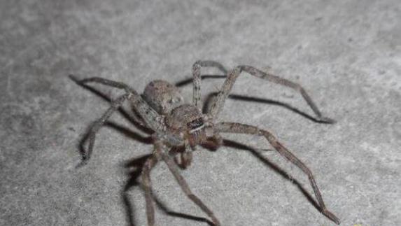 世界上腿最长的蜘蛛:蜢蜘，腿长38厘米身长仅4厘米