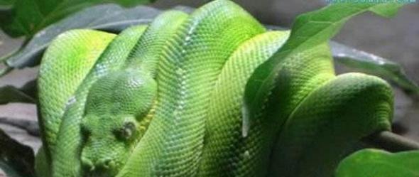 世界上最长寿的生物，绿茸线蛇能活20万年(谣言/图片)