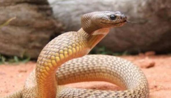 世界上最毒的蛇排行，黑曼巴蛇竟只排第五(图片大全)