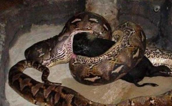 世界上最长的蛇有多长，印尼桂花长15米/一口可吞1成年男子