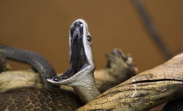 世界上最毒的蛇排行，黑曼巴蛇竟只排第五(图片大全)