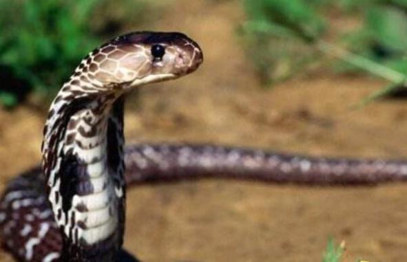 世界上最长寿的生物，绿茸线蛇能活20万年(谣言/图片)