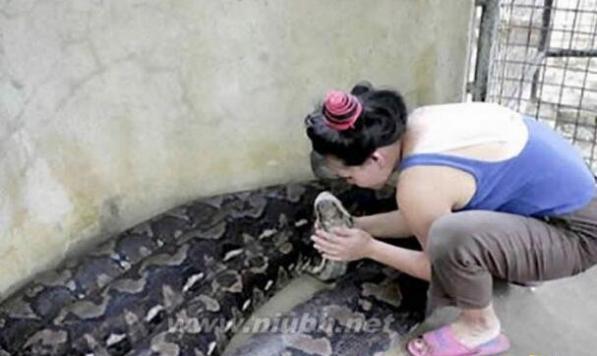 世界上最长的蛇有多长，印尼桂花长15米/一口可吞1成年男子