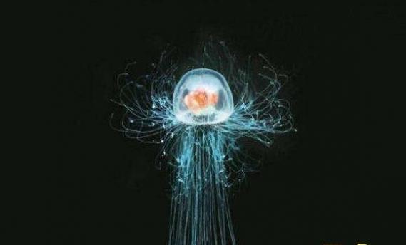 世界上最罕见的水母:冥河水母，仅发现过114次(视频/图片)