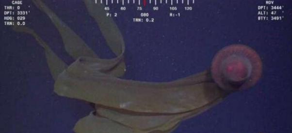 世界上最罕见的水母:冥河水母，仅发现过114次(视频/图片)