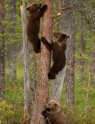 棕熊妈妈耐心教三只熊宝宝爬树
