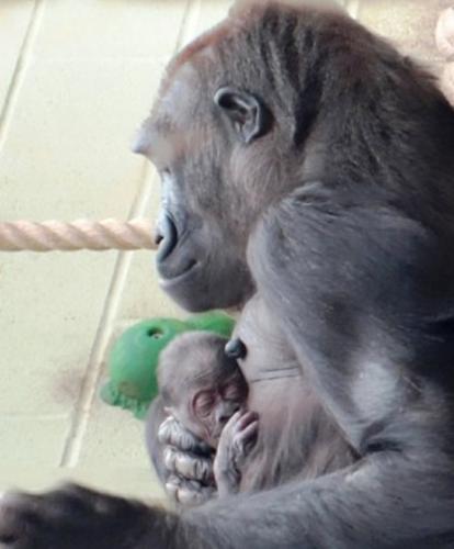 动物园发放的照片显示，缪古对初生宝宝非常温柔体贴，呵护备至。