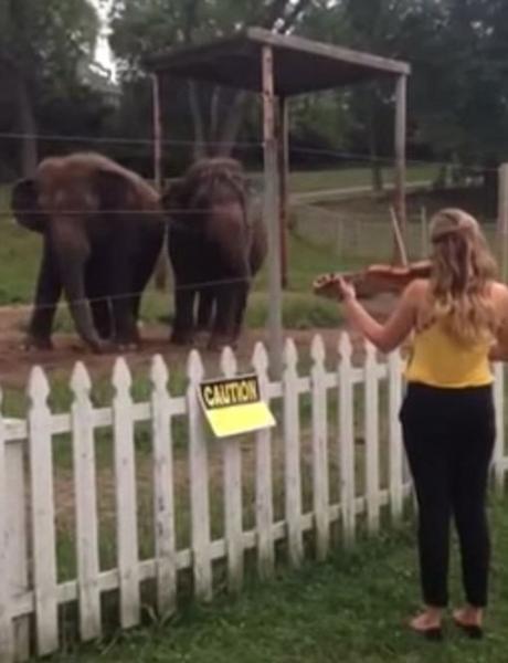 美国威斯康辛州动物园两只大象随小提琴音乐翩然起舞