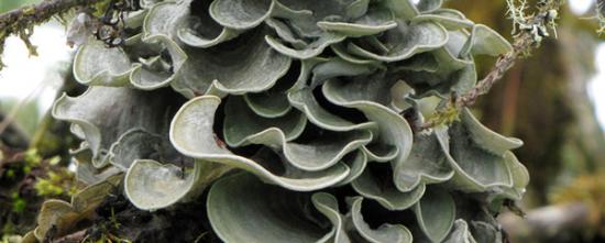 形成地衣的真菌可能代表数百种未被发现的物种