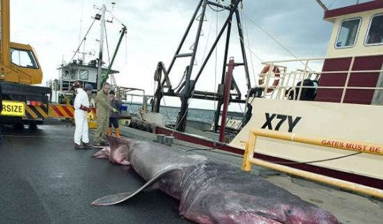 澳大利亚东南端的巴斯海峡捕获一条6.3米长罕见姥鲨