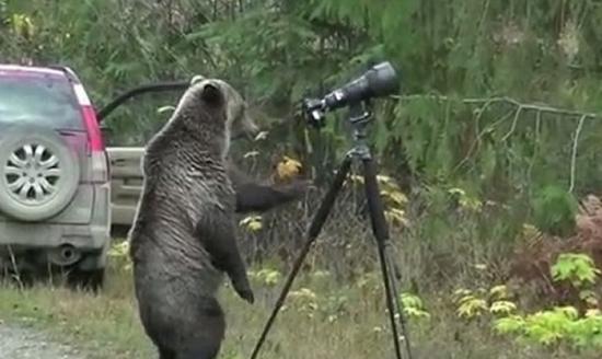 灰熊认真研究架好的相机，看起来架势十足。