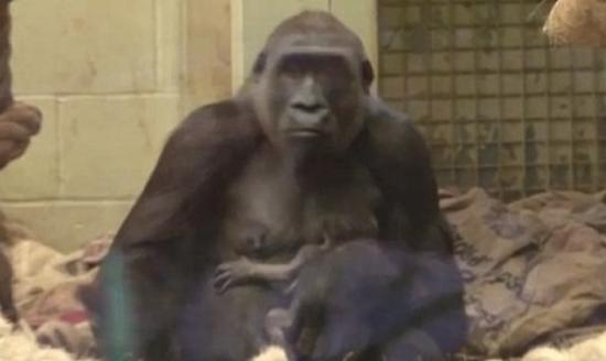 英国伦敦动物园濒危西部低地大猩猩成功诞下幼崽