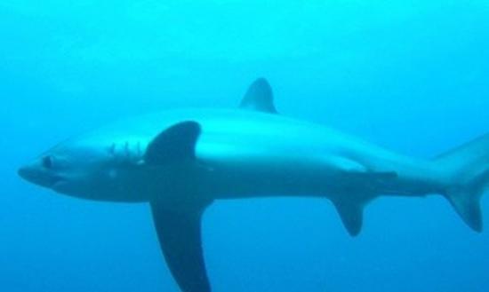 澳洲科学家将测试以气泡吓退大白鲨