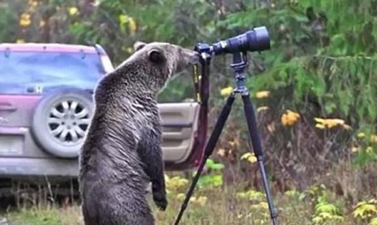 灰熊好奇的在镜头后查看。