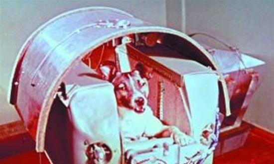 飞上太空的第一个地球生命小狗莱卡