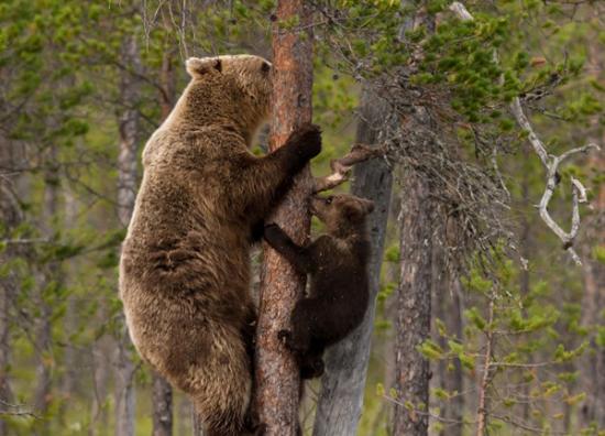 棕熊妈妈耐心教三只熊宝宝爬树