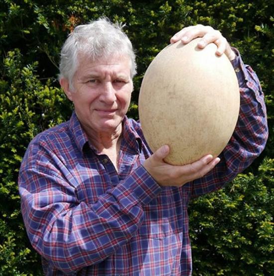 英国将拍卖在1600年已灭绝的马达加斯加象鸟蛋