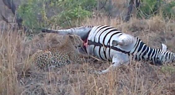 南非克鲁格国家公园猎豹享用死斑马遭遇喷血