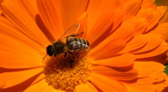 气候变化可能破坏蜜蜂与植物之间的关系
