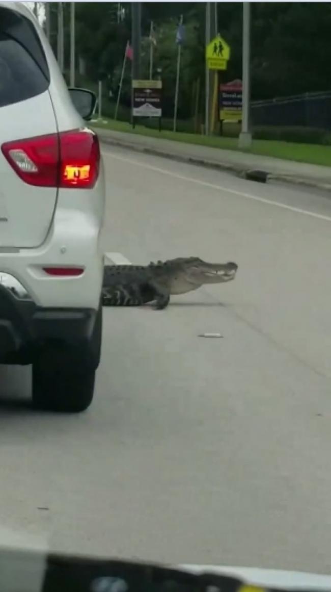 美国佛罗里达州公路现受伤巨鳄 车间大摇大摆穿插