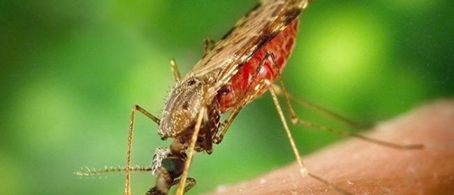世界卫生组织宣布将阿尔及利亚和阿根廷列入完全消除疟疾国家名单